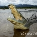 crocodile_american_tar_h_1127_cos2075.jpg